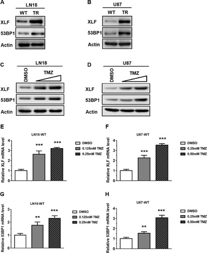 Figure 2 TMZ induces XLF and 53BP1 expression in TMZ-sensitive cells. (A) Immunoblotting of XLF and 53BP1 protein expression in LN18 cell lines. (B) Immunoblotting of XLF and 53BP1 protein expression in U87 cell lines. (C) Immunoblotting of XLF and 53BP1 protein expression in LN18-WT treated with TMZ. LN18-WT was treated with 0.125 mM and 0.25 mM of TMZ. (D) Immunoblotting of XLF and 53BP1 protein expression in U87-WT treated with TMZ. U87-WT was treated with 0.25 mM and 0.5 mM of TMZ. (E) Gene expression levels of XLF were determined by qRT-PCR in TMZ treated LN18-WT cells. (F) Gene expression levels of XLF were determined by qRT-PCR in TMZ treated U87-WT cells. (G) Gene expression levels of 53BP1 were determined by qRT-PCR in TMZ treated LN18-WT cells. (H) Gene expression levels of 53BP1 were determined by qRT-PCR in TMZ treated U87-WT cells. Results represent the mean ± SD of three independent experiments. **P<0.01, ***P<0.001.