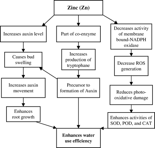 Figure 6.  Possible mechanisms through which zinc improves water use efficiency in crop plants. Please see text for abbreviations.