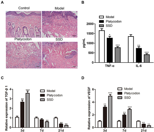 Figure 1 The therapeutic effect of P. grandiflorus on scald model rats. (A) Hematoxylin-eosin staining analyzed the histopathological changes of scald wound. (B) The expression of TNF-α and IL-6 in serum evaluated by ELISA on day 21. The relative expression of (C) TGF-β1 and (D) VEGF in scald wound tissues detected by qRT-PCR on day 3, 7 and 21. The values were presented as mean ± SD (n=3). *P<0.05; **P<0.01 and ***P<0.001 versus the Model group. TNF-α, tumor necrosis factor-alpha; IL-6, interleukin-6; TGF-β1, transforming growth factor-β1; VEGF, vascular endothelial growth factor; SSD, silver sulfadiazine; Platycodon, P. grandiflorus.