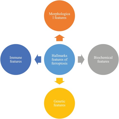 Figure 4. Hallmarks features of ferroptosis.