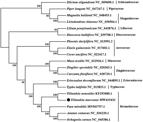 Figure 1. Maximum likelihood (ML) tree based on chloroplast genome sequences of 19 species. Values along branches correspond to ML bootstrap percentages.