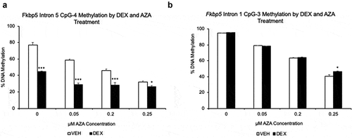 Figure 4. Effect of 5-aza-2ʹ-deoxycytidine (AZA) on GC-induced loss of DNA methylation. (a). DNA methylation levels of DEX- or VEHICLE-treated HT-22 cells were examined under different concentrations of AZA. CpG-4 from intron 5 is shown, but all CpGs underwent GC- and AZA-induced loss of DNA methylation. (b). In contrast, as expected, three CpGs at intron 1 underwent AZA-induced loss of DNA methylation only. N = 4 per treatment group. Bar graphs are represented as mean ± SEM, and statistical significance was determined by Student’s t-tests: *p < 0.05, **p < 0.01, and ***p < 0.001