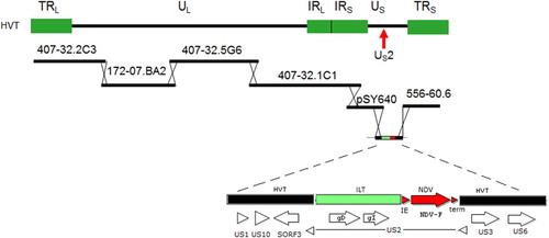 Figure 1. Schematic view of the HVT-FC126 cosmid library containing overlapping DNA fragments of the virus and the insertion vector used to create HVT-NDV-ILT. The ILT gD plus gI fragment and NDV-F expression cassette were cloned into the US2 region of HVT US insertion vector.