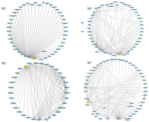 Figure 7 Top 100 connections in modules M1, M3, M5, and M7 were visualized in Cytoscape (v3.7.0). Degree analysis shows that LUC7L3, ITGA3, TPX2, and KIF11 are the hub genes in the modules. These hub genes are yellow nodes in the networks.
