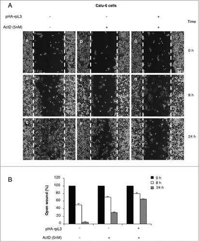 Figure 6. Role of rpL3 on cell migration upon Act D treatment. Calu-6 cells untransfected or transiently transfected with pHa-rpL3 were treated with 5 nM of Act D for 24 h. Wound widths were measured at 0, 8 and 24 h on 3 fields per well and averaged. Data is expressed as the fold-decrease of area respect to controls (A,D,G) set as 100%. Bars represent the mean of triplicate experiments; error bars represent the standard deviation.