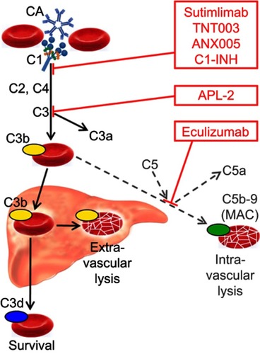Figure 2 Role of the classical and terminal complement pathways in cold agglutinin disease and target levels of complement inhibitors. Black arrows, major pathway; gray/dotted arrows, minor pathway. Abbreviations: CA, cold agglutinin; C, complement protein; C1-INH, plasma-derived C1-esterase inhibitor; MAC, membrane attack complex.
