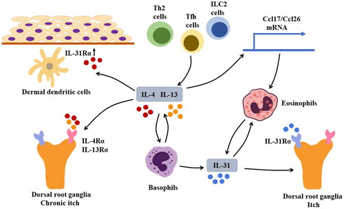 Figure 2. Mechanism of pruritus in BP Sources of IL-4 and IL-13 may include T helper 2 (Th2) cells, group 2 innate lymphoid cells (ILC2s), and follicular helper T (Tfh) cells. IL-4 and IL-13 can activate basophils that produce IL-31, a cytokine that induces pruritus by stimulating IL-31Rα on sensory neurons. Additionally, basophils can produce IL-4 and IL-13; IL-31 can recruit eosinophils to lesion sites, contributing to the formation of a positive feedback loop that exacerbates pruritis. In addition to IL-31, IL-4, and IL-13 can directly cause chronic pruritus by interacting with IL-4Rα and IL-13Rα on sensory neurons. Furthermore, IL-4 can induce upregulation of IL-31Rα on dermal dendritic cells. The augmented IL-31/IL-31Rα interaction can lead to increased production of CCL17 and CCL22, thus promoting Th2-related immune response.