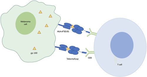 Figure 1 Schematic overview of mechanism of action of tebentafusp.