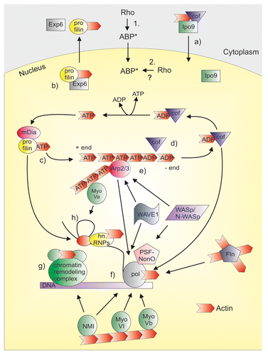 Figure 1. ABPs in the nucleus. Many ABPs that are downstream targets of Rho GTPases are also present in the cell nucleus, where they have been linked to gene expression processes and can regulate nuclear actin dynamics. Two alternatives exist on how Rho GTPases can regulate nuclear ABPs. (1) Rho GTPases can activate ABPs in the cytoplasm and the activated ABPs (ABP*) then shuttle into the nucleus. (2) Upstream signaling could activate the nuclear localized Rho GTPases, which then signals to ABPs in the nucleus. Nuclear ABPs may influence gene expression by regulating nuclear actin dynamics (upper part of the figure). Importin-9 (Ipo9) together with ADF/cofilin (cof) mediates the nuclear import of actin (a). Exportin-6 (Exp6) together with profilin mediates the nuclear export of actin (b). Profilin and mDia formins promote actin polymerization by mediating the addition of ATP-actin monomers to the growing end (+ end) of the actin filament (c). In the filament, ATP is hydrolyzed to ADP and ADP-actin monomers are then released from the minus end (- end). ADF/cofilins (cof) mediate the disassembly of actin filaments (d). Arp2/3 complex and its activators WASp/N-WASp and WAVEs may contribute to nuclear actin nucleation (e). Several ABPs themselves have also been linked to gene expression processes, and also actin (red arrow head) is a component of many nuclear complexes (lower part of the figure). Arp2/3 complex, WASp/N-WASp, WAVEs, cofilin-1 (cof), Nuclear myosin I (NMI), Myosin VI (MyoVI), Myosin Vb (MyoVb) and filamin (Fln) have been linked to RNA polymerase function (pol) (f). In this context N-WASp can associate with PSF-NonO complex that binds the polymerase. NMI also participates to chromatin remodeling together with actin (g). Profilin, as well as Myosin Va (MyoVa) are both linked to pre-mRNA splicing. hnRNPs are also involved at this level together with actin (h).