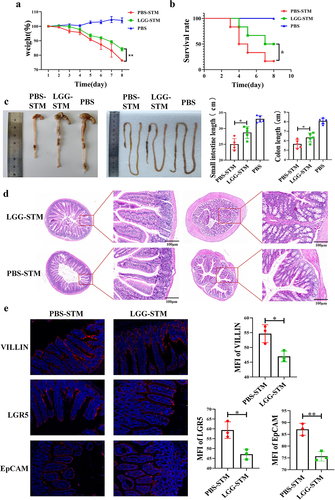 Figure 3. LGG can help mice resist STM infection.a: Feeding LGG significantly alleviates weight loss in mice after STM infection. b: Feeding LGG significantly reduces mortality in mice after STM infection. c: Feeding LGG significantly alleviates the shrinking of the small intestine and colon in mice after STM infection. d: Feeding LGG can significantly alleviate the pathological changes in the small intestine and colon in mice after STMinfection. e: Feeding LGG significantly reduces the expression of VILLIN, LGR5, and EpCAM proteins in the small intestine of mice after STM infection.