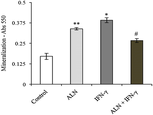 Figure 3. ARS mineralization assay. G292 osteosarcoma cells were incubated for 7 days with ALN (5 nM) and/or IFN-γ (1,000 U/mL) under the conditions described in the text. Controls were incubated under identical conditions without added agents. Mineralization was measured with alizarin red staining and expressed as absorbance at 550 nm. Results are expressed as the mean absorbance ± SEM with n = 4 samples per group. ALN incubated alone produced a significant increase in mineralization compared to controls as did incubation with IFN-γ alone. However, incubation with the combination of ALN and IFN-γ significantly decreased these effects.