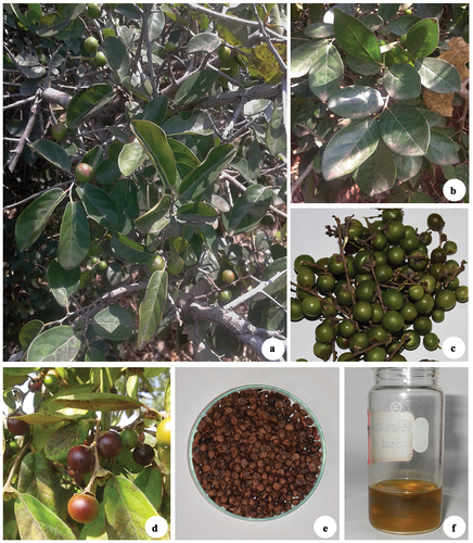 Figure 1. Diospyros chloroxylon (a) Tree, (b) Leaves, (c) Unripe fruits, (d) Ripe fruits, (e) Seeds, (f) Seed oil.