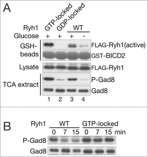 Figure 4. Ryh1 responds to glucose and promotes Gad8 phosphorylation by TORC2. (A) Fission yeast strains expressing FLAG-Ryh1 of wild type ("WT," CA6809), the GTP-locked Q70L mutant (CA6817), or the GDP-locked T25N mutant (CA6828) were cultured in YES (Glucose "+") and subjected to glucose depletion for 5 minutes (Glucose "–"). Bacterially expressed GST-BICD2 was immobilized on glutathione (GSH) beads and used for precipitation of the active, GTP-bound Ryh1 ("active") in non-denaturing crude cell lysate. GST-BICD2 and FLAG-Ryh1 in precipitate were detected by Coomassie brilliant blue G-250 staining and by anti-FLAG immunoblotting, respectively. Gad8 phosphorylation was analyzed as in Figure 1A. (B) A wild type ("WT," CA6809) and a GTP-locked Q70L mutant (CA6817) FLAG-ryh1 strains were cultured in EMM and harvested with glucose depletion treatment. Gad8 phosphorylation was analyzed as in Figure 1A.