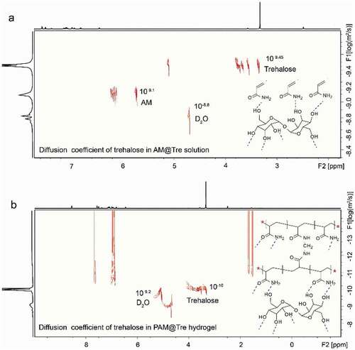 Figure 7. Diffusion ordered spectroscopy. (a) Diffusion coefficient of trehalose in AM@Tre solution, and (b) in PAM@Tre hydrogel. The experiments were carried out at 25°C.