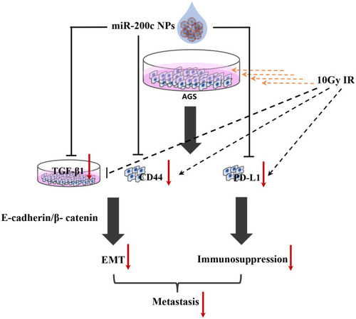 Figure 5 The mechanism of miR-200c NPs combined with radiotherapy inhibiting the proliferation of gastric cancer cells (indicated by the red arrow).