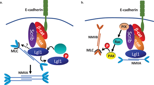 Figure 9. A model depicting the mechanism by which Lgl1 and Scrib maintain AJ integrity. (a) Scrib and Lgl1 stabilize AJs by forming a complex with E-cadherin-catenin by direct interaction with α- and β-catenin, as well as with NMII-A. Lgl1 regulates NMII-A filament assembly by binding to NMII-A rod, thus regulating the amounts of NMII-A at AJs. aPkcζ phosphorylation of Lgl1 leads to Lgl1 removal from α- and β-catenin and removal from NMII-A leading to NMII-A filament assembly. Lgl1 also affects MRLC phosphorylation by unknown mechanism. (b) Scrib affects MRLC phosphorylation through binding to NMII-B and/or through the Scrib → β-Pix → Rac → PAK → pMRLC pathway.