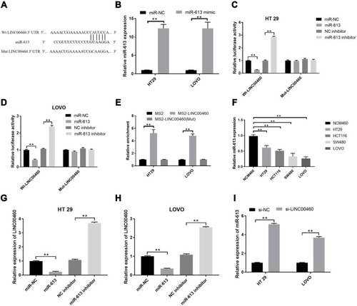 Figure 3 LINC00460 down-regulated miR‐613 expression in HT29 and LOVO cells. (A) Putative miR-613 binding sequences of LINC00460 and the reporter constructs showing the wild type (Wt) LINC00460 sequence and the mutant (Mut) LINC00460 sequence. (B) qRT-PCR analysis of miR-613 expression levels in HT29 and LOVO cells after miR-NC or miR-613 mimics transfection. (C and D) Luciferase activity was examined in HT29 and LOVO cells co-transfected with Wt‐LINC00460‐3′‐UTR or Mut‐LINC00460‐3′‐UTR reporter plasmid and miR‐613 mimic, miR‐NC and miR‐613 inhibitor. (E) MS-RIP followed by qRT-PCR to detect the interaction between LINC00460 and miR-613 in HT29 and LOVO cells. (F) qRT-PCR analysis of miR-613 expression levels in normal cell line, and HT29 and LOVO cell lines. (G and H) Relative expression of LINC00460 was examined by qRT‐PCR in HT29 and LOVO cells transfected with miR‐NC, miR‐613 mimic, and miR‐613 inhibitor. (I) Relative expression of miR‐613 was determined in HT29 and LOVO cells transfected with si‐NC or si‐LINC00460 by qRT‐PCR. U6 was used as internal control. **p < 0.01.Abbreviations: Wt, wild‐type; Mut, mutant‐type; 3′‐UTR, 3′‐untranslated region.