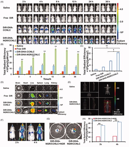 Figure 6. In vivo targeting measurement. (A) In vivo imaging of the saline, free DiR, DiR-DHA-CCNLC, and DiR-DHA-NGR/CCNLC groups of in situ glioma mice. Semi-quantitative results of the fluorescent ROI of the saline, free DiR, DiR-DHA-CCNLC, and DiR-DHA-NGR/CCNLC groups of in situ glioma mice (B) and (C) in vitro brain tissue. (D) Fluorescence imaging of isolated organs and (E) 3D brain CT localization scanning show that the biomimetic nanostructured lipid carriers can effectively target the brain. In vivo imaging (F) of DiR-DHA-NGR/CCNLC + NGR and DiR-DHA-NGR/CCNLC; fluorescence imaging (G) of in vitro brain tissue and semi-quantitative ROI results (H) (*p<.05; **p<.01).
