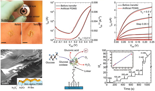 Figure 3. Chemical sensing via In2O3 (∼3.5 nm) FET-based conformal biosensors. Pro- and deprotonation of proton variations in different pH onto In2O3. Glucose oxidase gives the selectivity and linearly for different concentrations of glucose [Citation33].