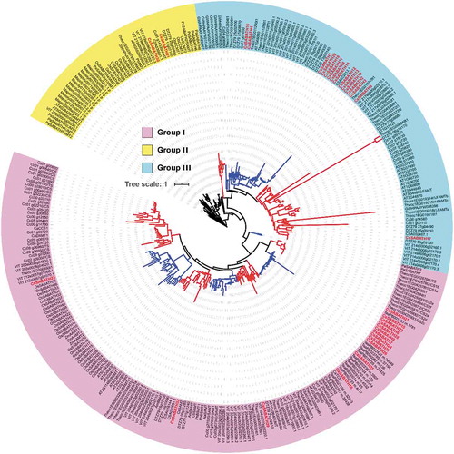 Figure 2. Phylogenetic analysis of SABATH proteins in different plants. The accession number of each protein is listed in Table S2.