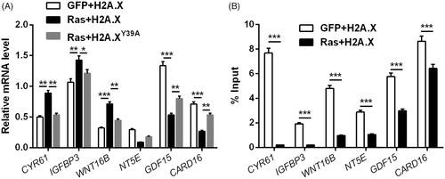 Figure 3. H2A.XY39ph modulated ERK1/2 downstream genes’ transcription. (A) RNA levels of several genes were tested through qRT-PCR after transfection with pEGFP-H2A.X, RasG12D/T35S plasmid + pEGFP-H2A.X, or RasG12D/T35S plasmid + pEGFP-H2A.X Y39A, respectively. (B) These genes’ transcription was examined through ChIP assay after transfection with pEGFP-H2A.X, or RasG12D/T35S plasmid + pEGFP-H2A.X. *p < .05, **p < .01, GFP + H2A.X versus Ras + H2A.X, Ras + H2A.X versus Ras + H2A.XY39A, ***p < .001 (n = 3).