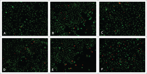 Figure 6. Fluorescent analysis of apoptosis in T24 cells co-cultured with CAFs which were induced and non-induced by siRNAs or inhibitors. (A) Co-cultured. (B) Quercetin. (C) Simvastatin. (D) siMCT1. (E) siMCT4. (F) siMCT1+siMCT4.