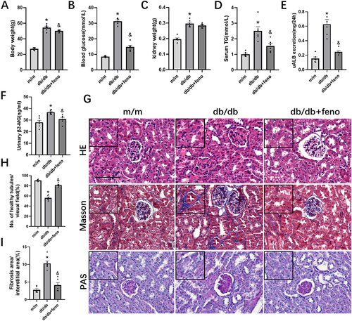 Figure 1 Fenofibrate improves renal function and alleviates renal pathological damage in db/db mice. (A) Body weight, n=6. (B) Fasting blood glucose, n=6. (C) Kidney weight, n=6. (D) Serum triglyceride (TG) concentrations, n=6. (E) 24h-urinary albumin (uALB) excretion, n=6. (F) Urinary β2-microglobulin (β2-MG), n=6. (G) Representative images of kidney sections stained with HE, PAS and Masson’s trichrome. Original magnification = 400×. Scale bar = 100 μm. (H) Number of healthy tubules, on the basis of HE staining. n=6. (I) The ratio of fibrosis area to renal interstitial area in each group was calculated, on the basis of Masson’s trichrome staining, n=6. Eight-week-old male mice were gavaged with saline or fenofibrate for 8 weeks. All data are presented as the means ± SEs. feno, fenofibrate. *P < 0.05 vs. the m/m mice group; &P < 0.05 vs. the db/db mice group.