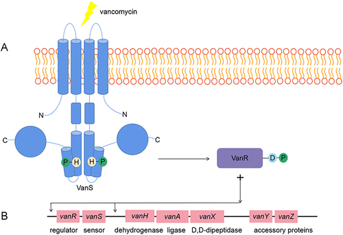 Figure 4 vanA operon and VanSR two-component transduction system. (A) When vancomycin exists, VanS autophosphorylates and activates VanR, thereby activates the expression of vanA operon. (B) vanA operon.