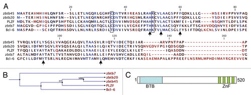 Figure 1 The predicted Zbtb45 amino acid sequence displayed typical features of a Zbtb protein. (A) Alignment of the predicted amino acid sequence of Zbtb45 to Zbtb20, Zbtb7, PLZF and Bcl-6 confirmed that the N-terminal part of the putative protein contained highly conserved residues that contribute to protein stability (black triangles) as well as highly conserved components of a charged pocket that is required for the function of Zbtb proteins (framed). (B) Phylogenetic tree showing that the predicted Zbtb45 amino acid sequence share closest homology to Zbtb20. (C) The Zbtb45 gene was predicted to be encoded into a 520-residue transcript with a BTB/POZ domain proximal to the N terminus and four predicted zinc fingers of C2H2-type in the C terminus.
