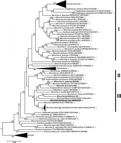 Fig. 28. Maximum likelihood phylogenetic tree of Bacillariaceae based on rbcL sequences, rooted by Eunotiaceae. Bootstrap values > 50% are plotted at the nodes. New sequences are in bold type. New sequences are in bold type. The taxonomic identities (as given in GenBank), clone identifiers and GenBank accession numbers are given for each sequence included, except in the clades of Pseudo-nitzschia spp., Cylindrotheca spp., the Nitzschia palea complex, and Eunotia spp., which have been collapsed to aid presentation. The GenBank accessions included in these clades are listed in Supplementary tables S2 & S4. I–III are major well-supported (> 70% BS) clades. KM999114 (*) was originally classified in GenBank as ‘Nitzschia linearis’ but its identity has been corrected to Hantzschia elongata (see text). ○ = some or all frustules are nitzschioid (i.e. H→H+H is not the only type of cell division present); ● = all frustules are hantzschioid (i.e. H→H+H is the only type of cell division present); □ = no data; ◊ = raphe central or frustules absent (in endosymbiotic species) (see Supplementary table S4 for data sources).