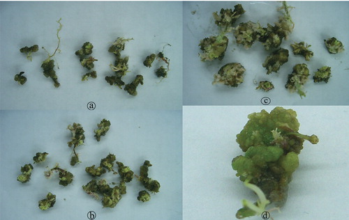 Figure 1. Effects of different growth regulators on callus induction of the potato cultivars Granola (a), Pasinler (b) and Caspar (c, d).