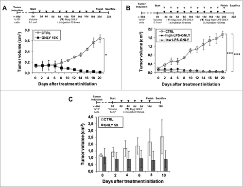 Figure 5. Granulysin treatment of nude mice bearing NCI-H929 human multiple myeloma xenografts. (A) 10 × 106 NCI-H929 multiple myeloma cells resuspended in Matrigel were injected s.c. in 10 nude mice. After around 2 mo, when tumor volume had arrived to 0.1 cm3, mice were divided in two groups, CTRL (n = 2) and GNLY-treated (n = 3). Mice in the GNLY group received intra-tumoral injections of GNLY at 44 μg in 50 µL of PBS every 2 d for 10 times and then mice were sacrificed. Mice in the CTRL group received injections of 50 µL PBS containing LPS with the same time schedule. (B) The same protocol as in A was followed, but using two different granulysin preparations with high or low LPS content, as indicated, and treating mice for only five times, leaving them without any treatment until the end of the experiment, n = 2 for each experimental group. (C) The same protocol as in A was followed, with the difference that tumors were left to arrive to a volume of 1 cm3 before beginning the treatments, that were administered five times and then mice were sacrificed. Data are the mean ± SD of the tumor volume in each group of the studies. *p < 0.05; ***P<0.01.