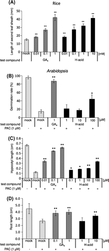 Figure 2. GA-like activity of H-acid in rice and Arabidopsis.