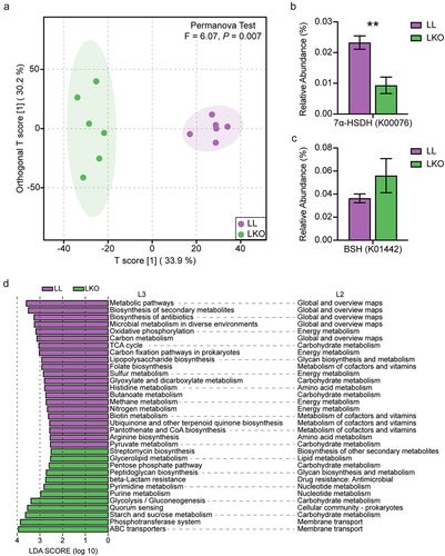 Figure 7. Prediction of gut microbiota function by Tax4Fun2. (a) OPLS-DA plot showing the difference of gut microbiota function at the KO level in the LL and LKO mice. (b-c) Comparison of the relative abundance of 7α-HSDH gene (b) and BSH gene (c) between the LL and LKO mice. *: P < 0.05, **: P < 0.01, ***: P < 0.001. (d) LDA analysis revealing the differentially enriched functional pathways between the LL and LKO mice.