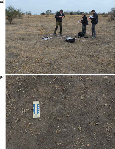 Figure 1. A general view and a close-up of heavily grazed savannah in the southern part of the Kruger National Park, South Africa (photographed on 14 July 2014, during the dry season). Although this looks close to a ‘brown world’, in fact only 64% of the area shown in the general view photograph was completely bare soil. It is likely that the high grazing levels were due to particularly nutrient-rich soils (and so nutrient-rich vegetation) at this site.