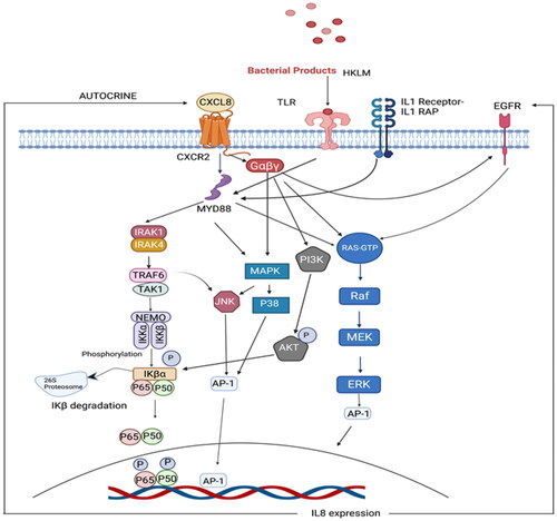 Figure 2. Pathways activated by IL8.