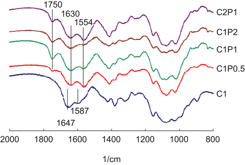 Figure 1.  FTIR spectra of polymers made of 1% chitosan (C1), 1% chitosan and 0.5% pectin (C1P0.5), 1% chitosan and 1% pectin (C1P1), 1% chitosan and 2% pectin (C1P2), and 2% chitosan and 1% pectin (C2P1).