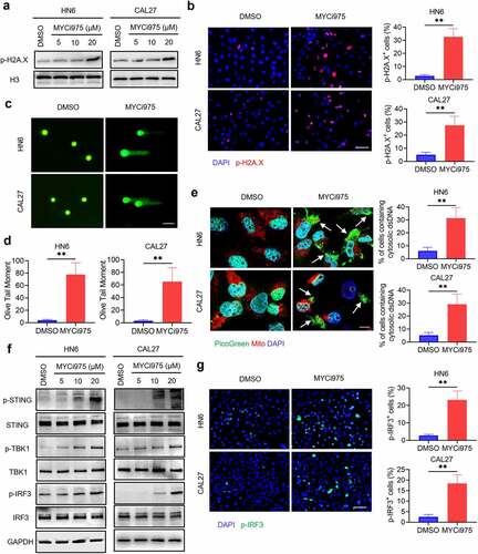 Figure 4. MYC inhibition induces DNA damage and activates the cGAS-STING signaling pathway. (a) Western blot analysis of p-H2A.X in HN6 and CAL27 with or without MYCi975 treatment. H3 was used as the internal control. (b) Immunofluorescent staining and quantification of p-H2A.X (red) in HN6 and CAL27 cells with or without MYCi975 treatment. Nuclei were stained using DAPI (blue). Means ± SD are shown from three independent experiments. Scale bar, 50 μm. **P < .01 by an unpaired Student’s t test. (c-d) Representative images and quantification of DNA Comet assays in HN6 and CAL27 cells treated with MYCi975. More than 100 cells were analyzed per group. Means ± SD are shown. Scale bar, 100 μm. **P < .01 by an unpaired Student’s t test. (e) Confocal microscopy images showing cytosolic DNA accumulation and quantification in HN6 and CAL27 cells with MYCi975 treatment. Double-stranded DNA (dsDNA) was stained using PicoGreen (green). Mitochondria and nuclei were stained using MitoTracker (Red) and DAPI (blue), respectively. The white arrows indicate cytosolic dsDNA. Scale bar, 10 μm. More than 100 cells were analyzed per group. Means ± SD are shown. **P < .01 by an unpaired Student’s t test. (f) Western blot analysis of phosphorylation of STING, TBK1, and IRF3 in HN6 and CAL27 cells treated with MYCi975. GAPDH was used as the internal control. (g) Immunofluorescent staining of p-IRF3 (green) in HN6 and CAL27 cells after MYCi975 treatment and their quantification. Nuclei are stained using DAPI (blue). Means ± SD are shown from three independent experiments. Scale bar, 50 μm. **P < .01 by an unpaired Student’s t test.