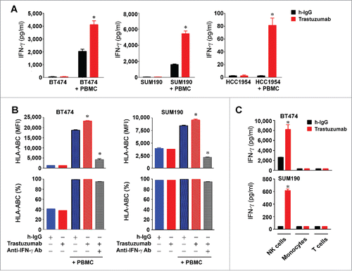 Figure 5. Increased HLA-ABC expression in HER2-overexpressing breast cancer cells by trastuzumab through engagement of NK cells and stimulation of IFNγ secretion. (A). BT474, SUM190, and HCC1954 cells were cultured in medium supplemented with 10% fetal bovine serum and were treated with 5 µg/mL (˜30 nM) trastuzumab or a control humanized IgG (h-IgG; bevacizumab) in mono-culture or co-culture with human 1.5×106 PBMC (at a ratio of 1:5, cancer cells vs. PBMC) for 48 h. Cell-free conditioned medium from each culture was used for detecting the presence of human IFNγ with an ELISA kit. * p < 0.05 compared with corresponding control. (B). BT474 and SUM190 cells were treated with the conditioned medium from the monoculture and co-culture described in (A) or with the conditioned medium plus an IFNγ-neutralizing antibody as indicated for 48 h. The cells were then stained with APC-conjugated anti-HLA-ABC antibody and subjected to flow cytometry analysis. Shown are the MFI values of HLA-ABC expression (upper) and the percentages of HLA-ABC-positive cells (lower). * p < 0.05 compared with corresponding control or compared with the group treated with an IFNγ-neutralizing antibody. (C). BT474 and SUM190 cells were cultured in medium supplemented with 10% fetal bovine serum and were treated with 5 µg/mL (˜30 nM) trastuzumab or a control humanized IgG (h-IgG; bevacizumab) for 24 h in co-culture at a ratio of 1:5 (cancer cells versus immune effector cells) with 1.5×106 NK cells (CD56+), monocytes (CD14+), or T cells (CD3+). The immune effector cells were sorted by flow cytometry from PBMC after staining of PBMC with PE-Cy7-conjugated anti-CD56 antibody, APC-conjugated anti-CD14 antibody, and FITC-conjugated anti-CD3 antibody. Conditioned medium from each culture was used for detecting the presence of human IFNγ with an ELISA kit. * p < 0.05 compared with corresponding control.