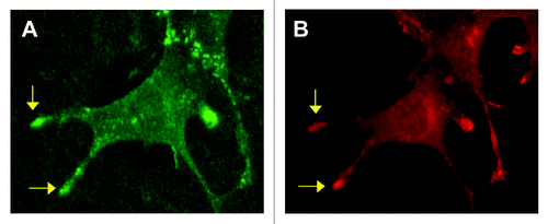 Figure 1 Concentration of PECAM-1 in endothelial filopodia. Shown is an endothelial cell that was immunofluorescently stained for PECAM-1 (A) and VEGFR-2 (B). PECAM-1 and VEGFR-2 are noted to concentrate in the tips of selected filopodia (arrows).