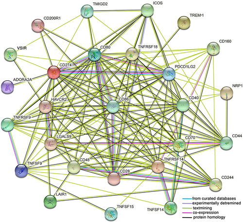 Figure 8 A protein–protein interaction (PPI) network was constructed using the selected 26 immune checkpoint genes and TREM-1 using the online STRING database.
