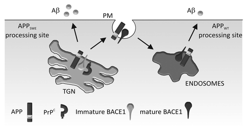 Figure 1. Schematic diagram depicting PrPC regulation of BACE1 in relation to APPWT and APPSwe. PrPC interacts with the pro-domain of BACE1 in its immature form in the TGN, slowing its maturation and trafficking to endosomes (via the cell surface). In the TGN, BACE1 preferentially cleaves APPSwe ; in the endosomes, it preferentially cleaves APPWT. Our model shows that PrPC inhibits BACE1 cleavage of APPWT, but not APPSwe which leads to increased Aβ formation. PM, plasma membrane.