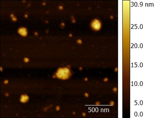 Figure 2. AFM image of PLRV preparation.