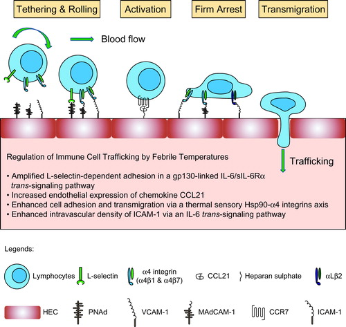 Figure 1. Febrile temperatures regulate the adhesion cascade during immune cell trafficking.