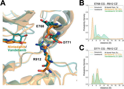 Figure 2. Interactions between RET A loop and αC-helix. (A) The alignment of the representative structures of RETG810A−nintedanib (orange) and RETG810A−vandetanib (green). Hydrogen-bonds in two systems are shown by cyan and yellow dashed lines, respectively. (B) Distance distributions between Glu768 CG atom and Arg912 CZ atom in two systems. (C) Distance distribution between Asp771 CG atom and Arg912 CZ atom in two systems. H-bond frac.% represents the fractions of frames in which the corresponding hydrogen-bond is detected.