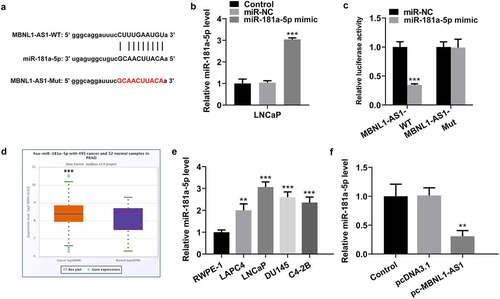 Figure 3. MBNL1-AS1 may bind to miR-181a-5p. (a) Potential binding sites of MBNL1-AS1 and miR-181a-5p. (b) The expression of miR-181a-5p was tested with RT-qPCR after transfection with miR-181a-5p mimic. ***P < 0.001 vs. miR-NC. (c) A luciferase activity reporter assay was conducted to verify the binding between MBNL1-AS1 and miR-181a-5p. ***P < 0.001 vs. miR-NC. (d) MiR-181a-5p level in PCa cancer samples and normal samples obtained from StarBase v3.0 project. ***P < 0.001 vs. normal. (e) RT-qPCR was employed to determine the expression of miR-181a-5p in several human PCa cell lines (LAPC4, LNCaP, DU145 and C4-2B) and the normal prostate epithelial cell line RWPE-1. ***P < 0.001 vs. RWPE-1. (f) MiR-181a-5p expression in LNCaP cells was evaluated by means of RT-qPCR analysis. **P < 0.01 vs. pcDNA3.1