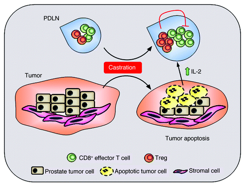 Figure 1. Proposed model for amplification of Tregs after castration. Surgical castration induces apoptotic death of cancerous prostate epithelium. Antigens shed by the dying prostate tumor elicit effector CD8+ T-cell responses, which induce production of IL-2 by effector T cells. Preferential consumption of IL-2 by Tregs leads to Treg expansion and subsequent inhibition of CD8+ T-cell function in the prostate draining lymph nodes (PDLN).
