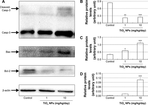 Figure 10 Effect of TiO2 NP exposure on the apoptosis of placenta.Notes: (A) Representative immunoblotting images of Casp-3, Bax and Bcl-2 proteins in the TiO2 NP-treated placentas. (B–D) Densitometric values from Western blot analyses of Bcl-2 (B), Bax (C) and cleaved-Casp-3 (D) proteins. The data are normalized to β-actin expression (but cleaved-Casp-3 is normalized to Casp-3) and shown as mean ± SEM of 6 animals. *P<0.05, **P<0.01, ***P<0.001 compared with control.Abbreviations: TiO2 NPs, titanium dioxide nanoparticles; Casp-3, caspase-3; SEM, standard error of mean.