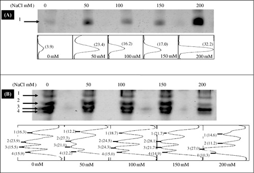 Figure 7. Activity staining of POD isozymes, in leaves (A) and roots (B) after a native PAGE of NaCl-treated L. sativum. Densitometric scans of POD isozymes from leaves and roots are shown below the gel image. The numbers indicate different isoformic bands. The intensity (values in the bracket) is expressed in arbitrary units.
