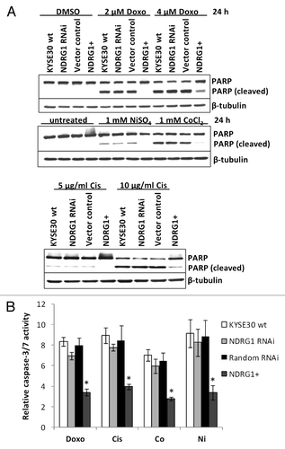 Figure 3. The effect of NDRG1 on apoptosis. (A) Subconfluent cells were challenged with indicated reagents for 24 h. Total cell lysate (including the floaters) was subjected to western blot analysis to detect the intact (p116) and cleaved (p85) forms of PARP. (B) Caspase3/7 activities were determined after 24 h treatment of indicated reagents, and were plotted as fold induction against untreated cells. Abbreviations for treatments: Doxo: 2 μM doxorubicin; Cis: 5 μg/mL cisplatin; Ni: 1 mM NiSO4; Co: 1 mM CoCl2. Columns, mean of the normalized data from three independent experiments; Bars, ± SD; * p < 0.05 vs. wild type control.